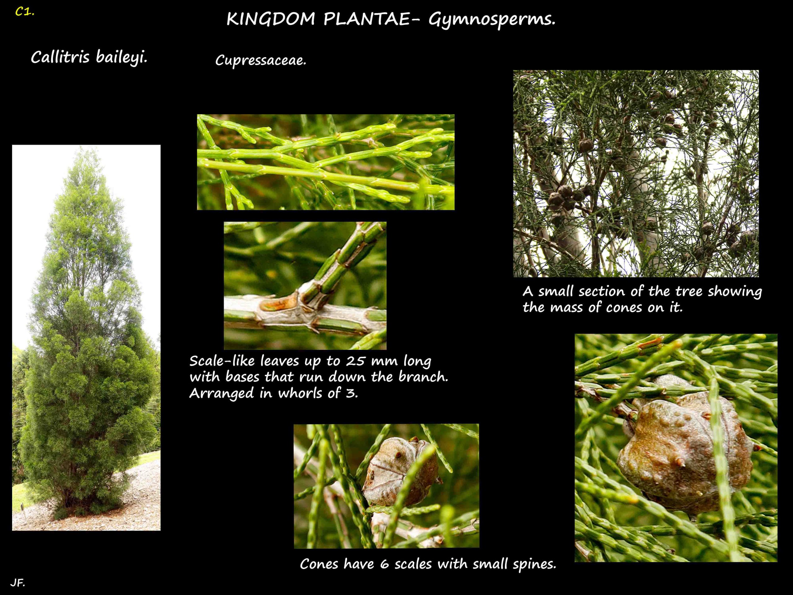 1  Callitris baileyi tree, leaves & cones
